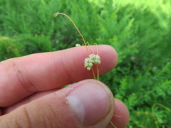 Cuscuta pentagona
