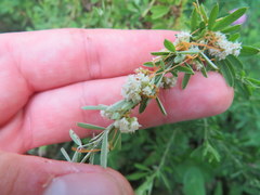 Cuscuta pentagona