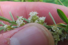 Cuscuta pentagona