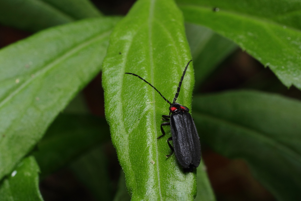 Lucidina