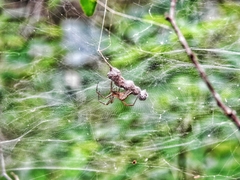 Mecynogea lemniscata