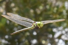 Coryphaeschna ingens
