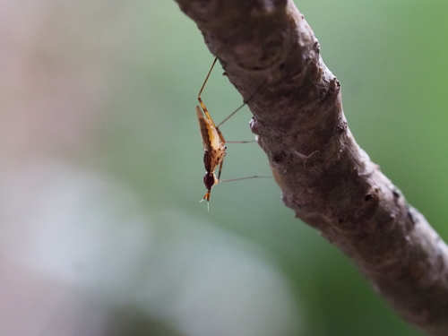 Telostylinus gressitti, 2020-08-18