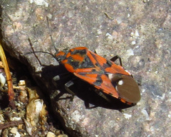 Spilostethus pandurus