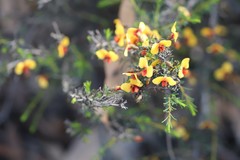 Dillwynia ramosissima