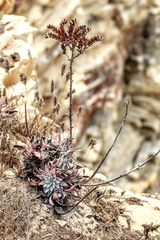 Dudleya farinosa