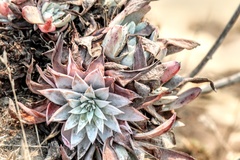 Dudleya farinosa