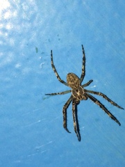 Larinioides sclopetarius