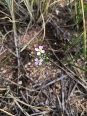Dontostemon integrifolius