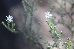 Olearia minor