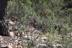 Olearia minor