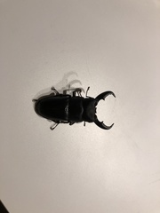 Serrognathus titanus okinawanus