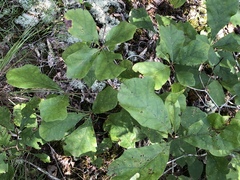 Quercus arkansana