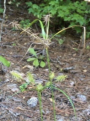 Cyperus hystricinus