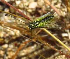 Libelloides ictericus corsicus