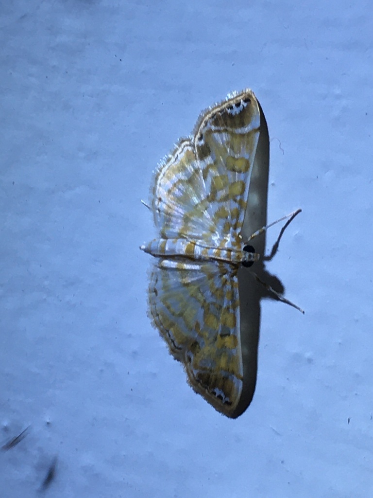 Leucochromodes melusinalis