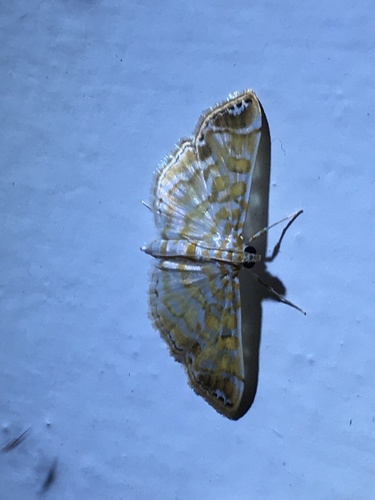 Leucochromodes melusinalis