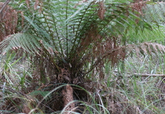 Cyathea australis