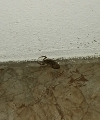 Centruroides fulvipes