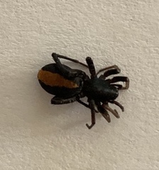 Castianeira descripta