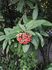 Viburnum