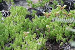 Sedum liebmannianum