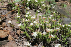Sedum liebmannianum