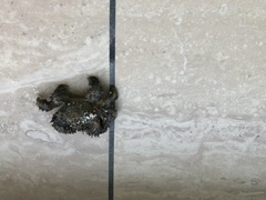 Pilumnus