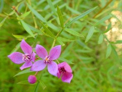 Boronia rivularis