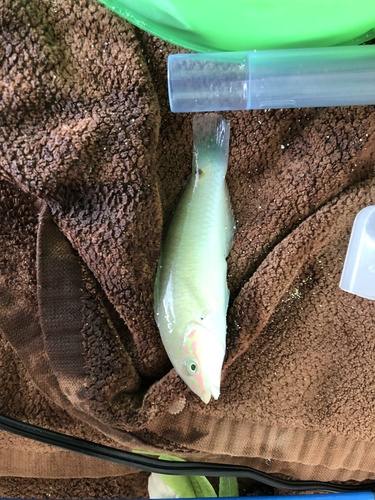 Spotted-tail rainbowfish (Halichoeres trimaculatus) — Labridae — 2
