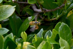 Spilomyia interrupta