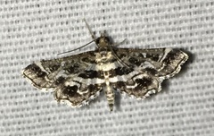 Diasemiopsis leodocusalis