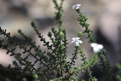 Olearia minor