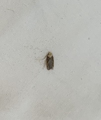 Acleris pulverosana
