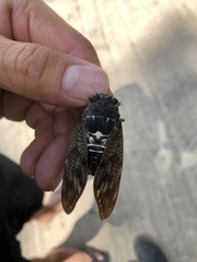 Graptopsaltria nigrofuscata