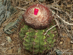 Melocactus macracanthos