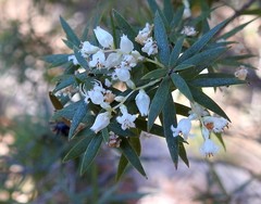 Leucopogon pimeleoides