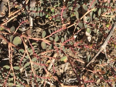 Euphorbia drummondii