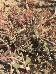 Euphorbia drummondii