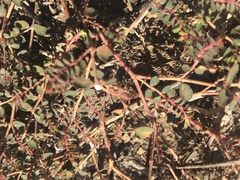Euphorbia drummondii
