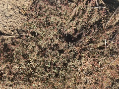 Euphorbia drummondii
