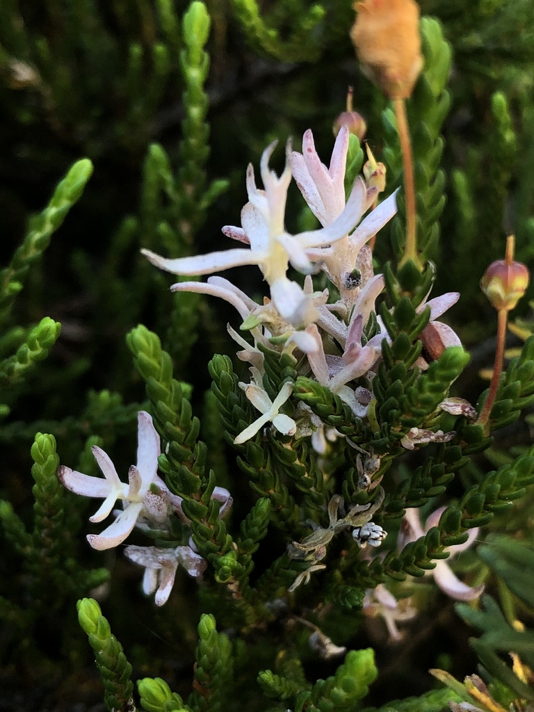 Exobasidium cassiopes