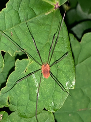 Leiobunum bracchiolum