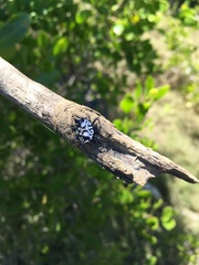 Gasteracantha sacerdotalis