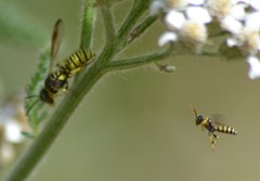 Eucerceris provancheri