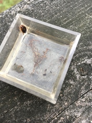 Coptotomus longulus
