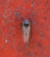 Javesella pellucida