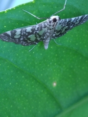 Glyphodes onychinalis