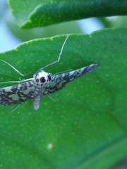 Glyphodes onychinalis