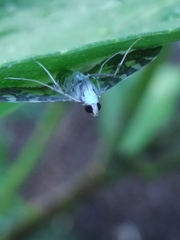 Glyphodes onychinalis